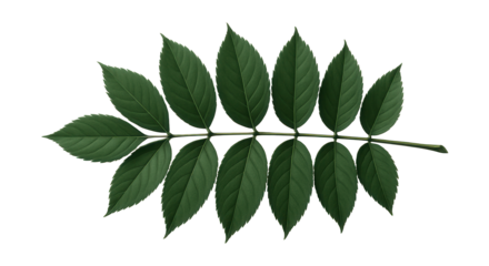 Compound leaf with multiple leaflets, each ovate with serrated edges, deep green