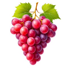 Fototapeta premium Bunch of red grapes, hanging in the air, transparent background