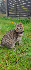 Three-legged tabby cat sitting gracefully in lush green grass, showcasing resilience and adaptability in a serene outdoor environment with wooden fence backdrop