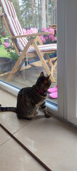 Disabled three-legged cat gazes out a glass door, surrounded by vibrant flowers and a wooden deck,...
