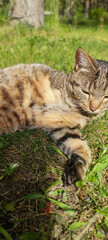 Disabled three-legged cat resting peacefully on green grass, showcasing resilience and adaptability...