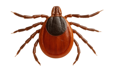 Flat, oval-bodied deer tick with a reddish-brown color and dark scutum