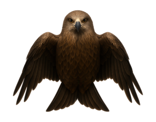 Black kite with forked tail and dark brown wings in resting position