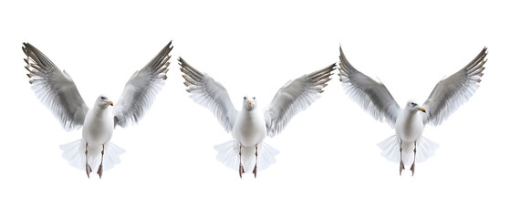 Pack Collection Three Seagulls in Flight Majestic Wings Against a White Background set against transparent background