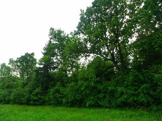 Beautiful green oak forest edge