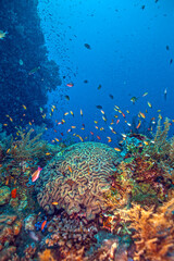 USAT Liberty shipwreck, underwater Bali, Indonesia