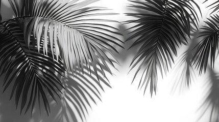 Obraz premium Monochrome palm leaves casting shadows on a clean white surface creates elegant minimalist ambiance