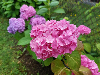 rosy hydrangea - pink hortensia - flowers bloom