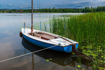 A blue and white sailboat is tied to shore, gently floating among tall green reeds and lily pads on...