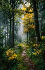 Fototapeta premium Stone path winding through foggy autumn forest