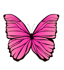 bunter Schmetterling, transparenter Hintergrund, Vektor