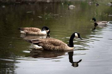 Two Canada geese (Branta canadensis) swimming peacefully on a calm pond in their natural habitat....