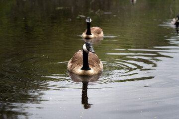 Two Canada geese (Branta canadensis) swimming peacefully on a calm pond in their natural habitat....