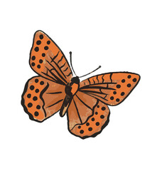 bunter Schmetterling, transparenter Hintergrund, PNG
