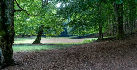 trees in the park