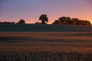sunrise over the field