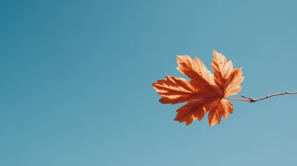 Single orange autumn leaf against clear blue sky
