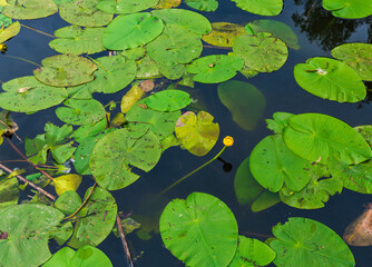 Close-up view of green water lily leaves floating on a still lake, with a single yellow flower standing out. The serene composition highlights natural textures and aquatic vegetation, ideal for concep