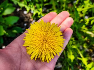A hand holding a yellow flower. The flower is yellow and has a round shape. Concept of warmth and...