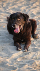 cute dog resting on the sand at the beach