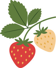 Strawberry branch with ripe red and white strawberries and green leaves vector illustration 