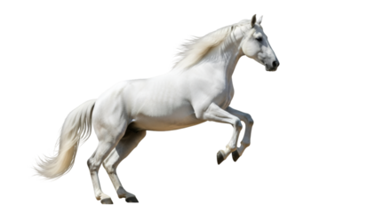 horse isolated on white