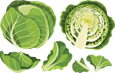 Fresh and Vibrant Cabbage Collection A Colorful and Nutritious Addition to Your Healthy Lifestyle and Culinary Creations Vector illustration