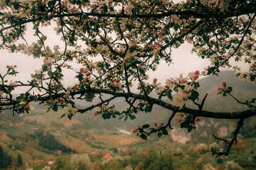 Blooming apple tree branch with a scenic mountain village in the background