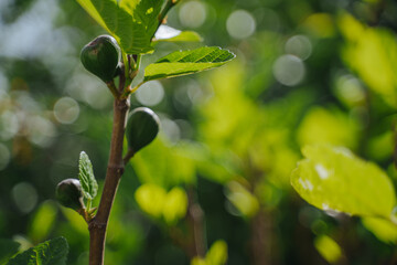 Green fig fruits on a tree.