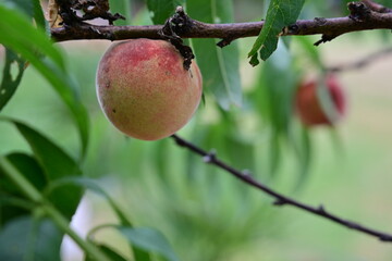Pesche coltivazione biologica in  Alessandria - Piemonte  - Italia
