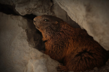 Alpine marmot sits in a cave in a burrow in its natural habitat