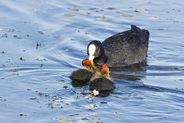 Blässhuhn (Fulica atra) mit Küken