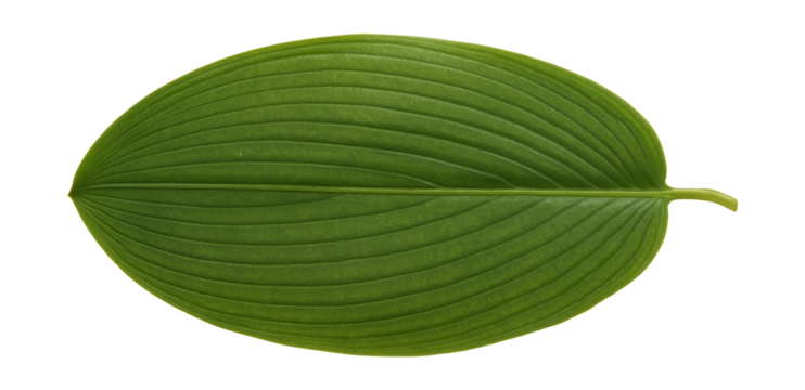 Potamogeton leaf with broad, oval shape and distinct parallel venation