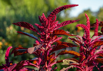 An Amaranth plant called Red Garnet with beautiful red leaves and magenta flower spikes growing...