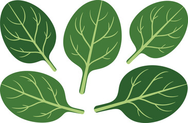 Five Vibrant Green Spinach Leaves Illustrating Freshness and Healthy Eating in a Simple and Appealing Style Vector Illustration