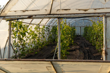 Rows of healthy grapevines growing inside a controlled greenhouse environment, cultivated...