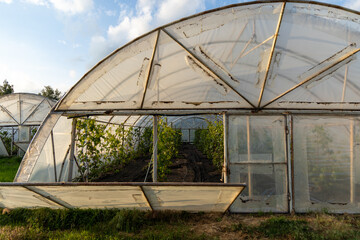 Greenhouse with fruit plants and grapevines on a farm
