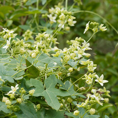 White bryony (Bryonia dioica) Climbing plant with five-lobed matt leaves with tendrilized shoots bearing small white flowers growing above bushes
