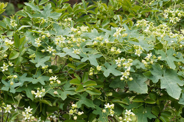  Bryonia dioica |  White bryony, climbing stems with spiralling tendrils adorned with five-petalled greenish-white flowers above matt-green lobed leaves