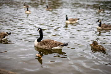 Obraz premium A scenic view of Karlsruhe, Germany — where classic baroque architecture meets modern urban life.