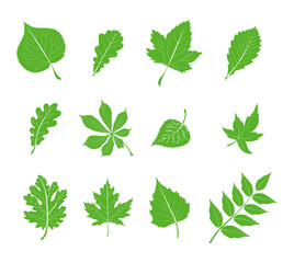 Set of green leaves from different trees, oak, maple, chestnut. Simple, yellow, red, orange fall leaf set for pattern, banner, sticker, Hello autumn card. Flat vector illustration on white background