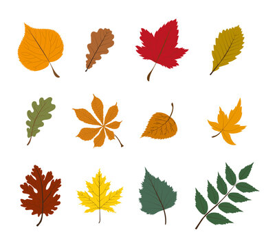 Set of autumn leaves from different trees, oak, maple, chestnut. Simple, yellow, red, orange fall leaf set for pattern, banner, sticker, Hello autumn card. Flat vector illustration on white background