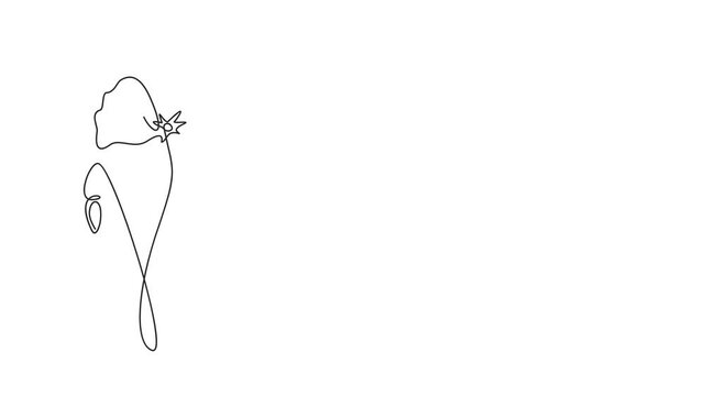 Animated self drawing of continuous line draw Poppy flowers. Full length one line animation. 4K