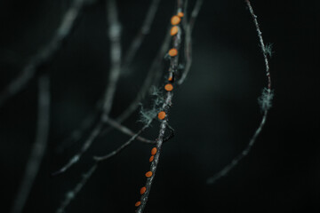 Witch’s Butter Fungus on Tree Branch, Moody Forest Macro, Dark forest