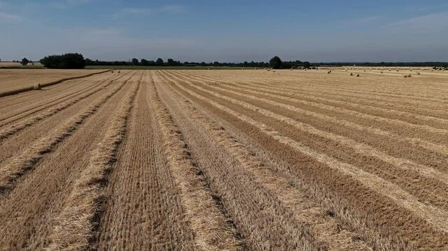 Andains de paille de bl&eacute; sur chaume laiss&eacute;s par la moissonneuse-batteuse qui a r&eacute;alis&eacute; la r&eacute;colte.