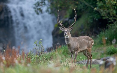 Fototapeta premium Deer stag wildlife nature animal waterfall forest outdoor antlers mammal wild landscape photo