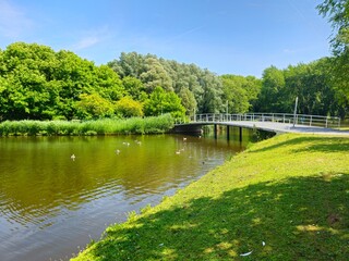 Bridge. Beautiful spring landscape trees and tall grass growing on the lake in the park. On the ...