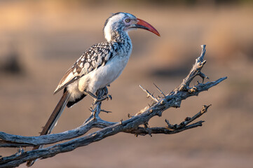Southern red billed hornbill, Tockus rufirostris, Southern, red-billed, hornbill, Tockus,...