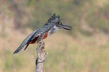 A Giant Kingfisher in profile view perched on the end of a dead stump shakes his wings in alarm as...