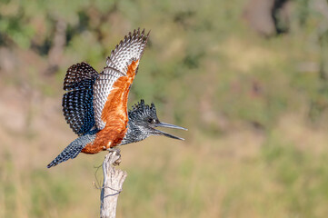 A Giant Kingfisher in profile view perched on the end of a dead stump opens his wings and shrieks a warning to another bird attempting to remove him from his vantage point.